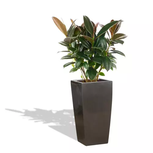 Donica D245C w kolorze grafitowy metalik z figowcem