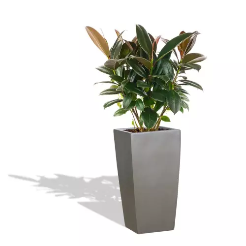 Szara donica D245C z figowcem