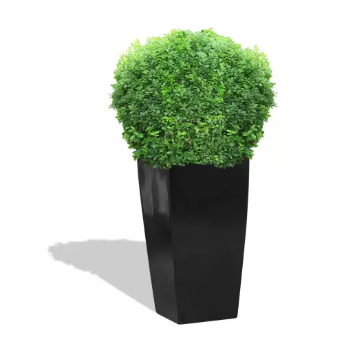 Czarna donica D245D z bukszpanem