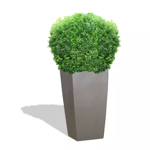 Szara donica D245D z bukszpanem