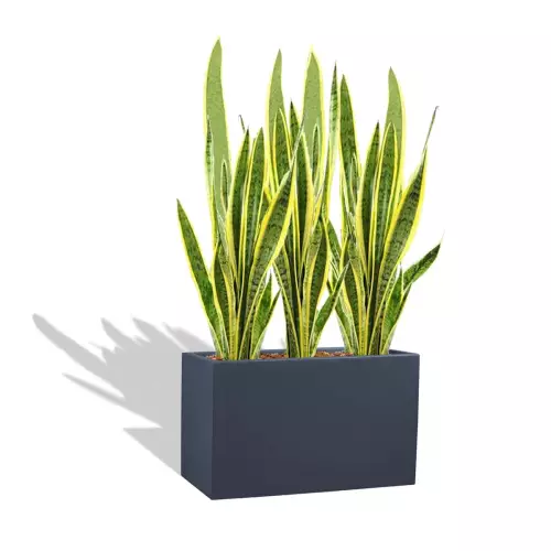 Antracytowa donica D272S z Sansewierią gwinejską