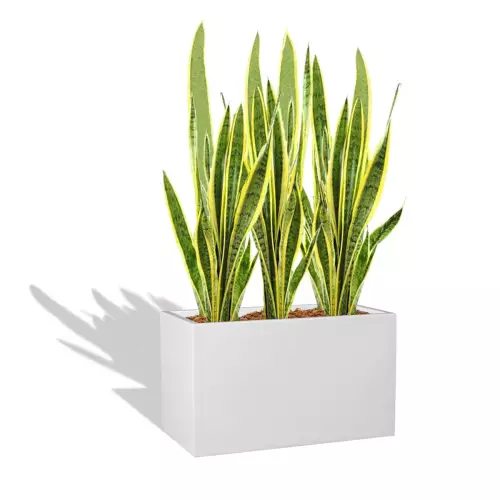 Biała donica D272S z Sansewierią gwinejską