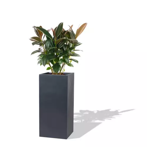 Antracytowa donica D273B z Figowcem sprężystym