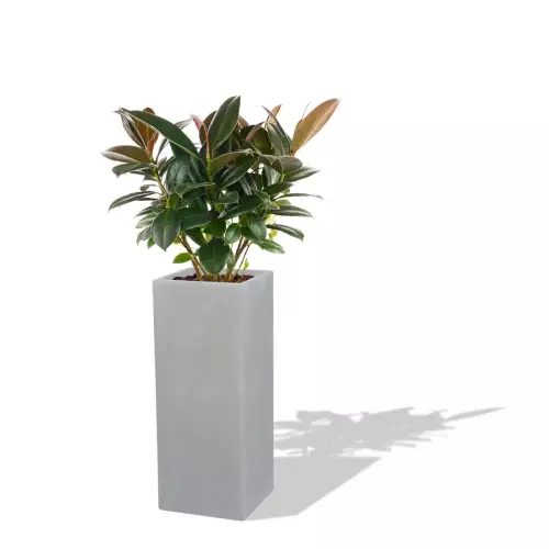 Szaro betonowa donica D273B z Figowcem sprężystym