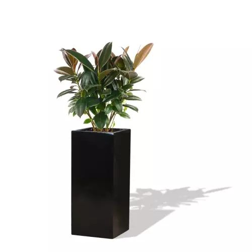 Czarna donica D273B z Figowcem sprężystym