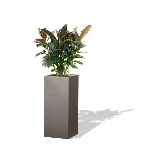 Szara donica D273B z Figowcem sprężystym