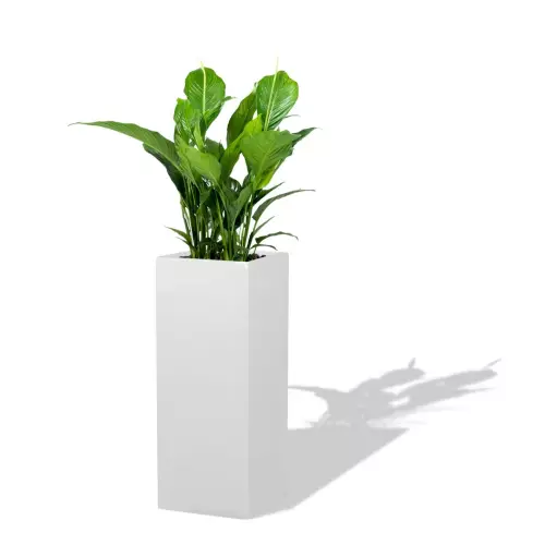 Biała donica D273C z Skrzydłokwiatem