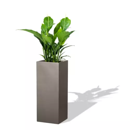 Szara donica D273C z Skrzydłokwiatem