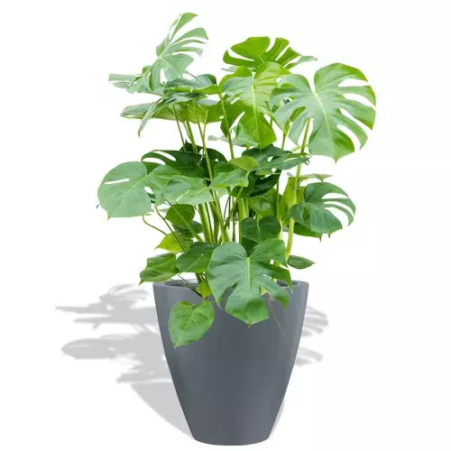 Antracytowa donica D280C z Monsterą dziurawą