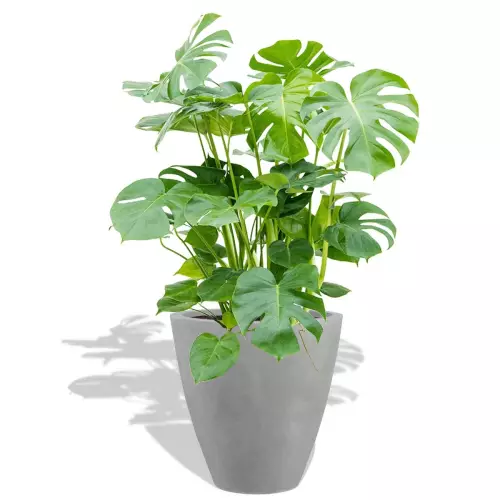 Szaro betonowa donica D280C z Monsterą dziurawą