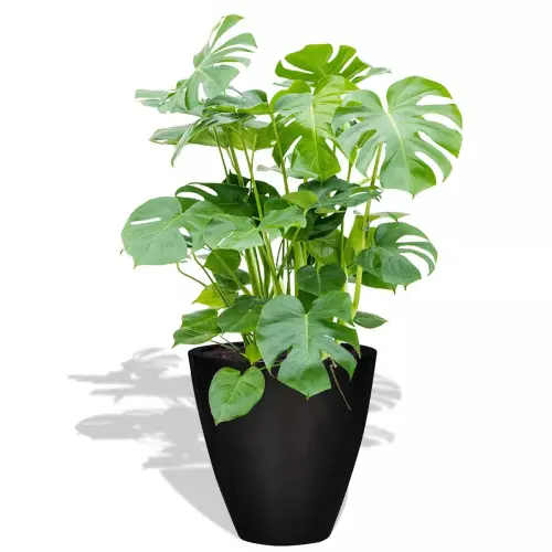 Czarna donica D280C z Monsterą dziurawą