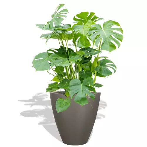 Szara donica D280C z Monsterą dziurawą