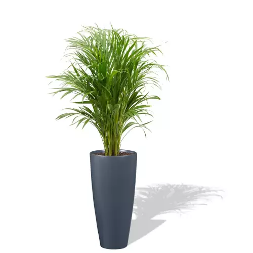 Antracytowa donica D282C z palmą Areką