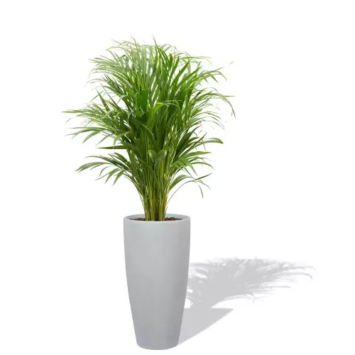 Szaro betonowa donica D282C z palmą Areką