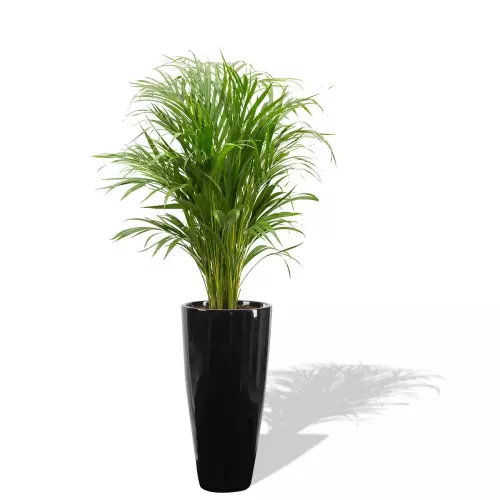 Czarna donica D282C z palmą Areką