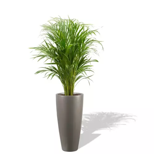 Szara donica D282C z palmą Areką