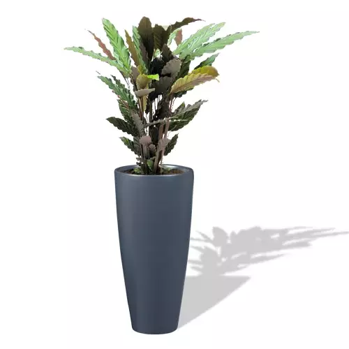 Antracytowa donica D282D z Kalateą