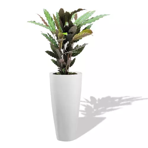 Kalatea w białej donicy D282D