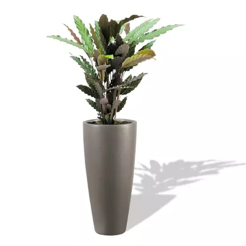 Szara donica D282D z Kalateą