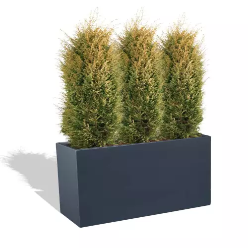 Antracytowa donica D313D z jałowcem 'Suecica Aurea'