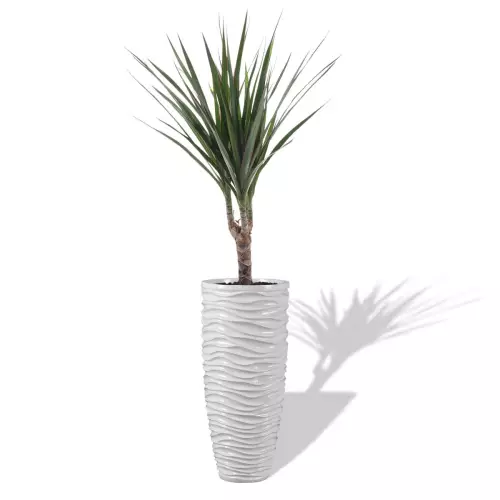 Biała donica D7087C z Draceną