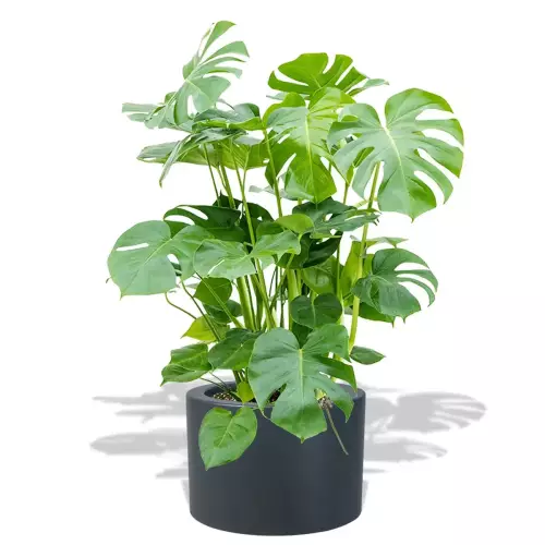 Monstera w antracytowej donicy D901A