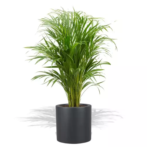 Antracytowa donica D901B z palmą Areką