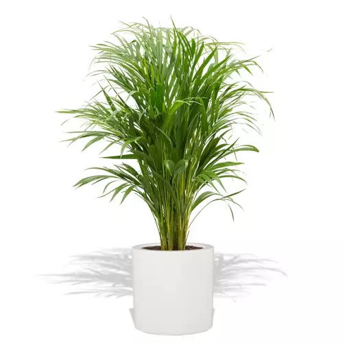 Biała donica D901B z palmą Areką