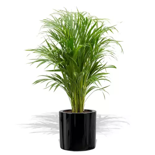 Czarna donica D901B z palmą Areką