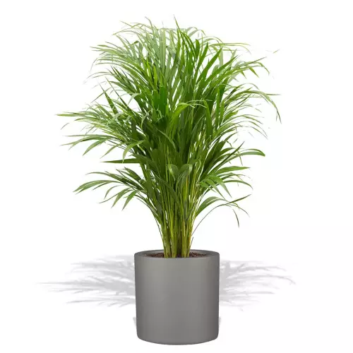 Szara donica D901B z palmą Areką