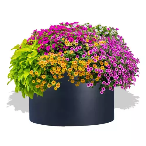 Antracytowa donica D901C z aranżacją z Petuniami