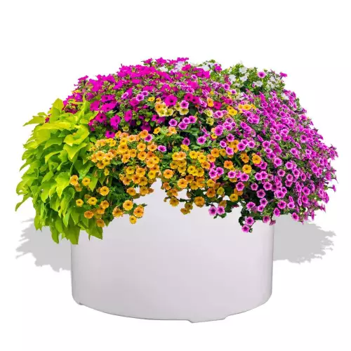 Biała donica D901C z aranżacją z Petuniami