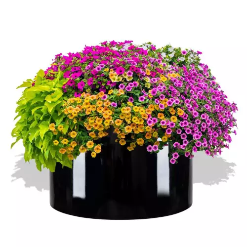 Czarna donica D901C z aranżacją z Petuniami