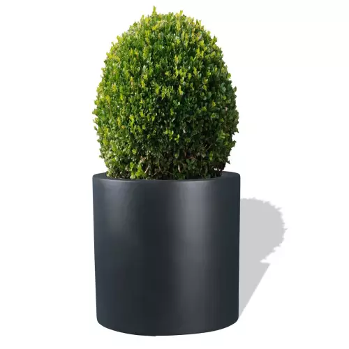 Antracytowa donica D901D z ciętym Bukszpanem
