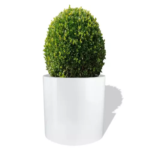 Biała donica D901D z ciętym Bukszpanem