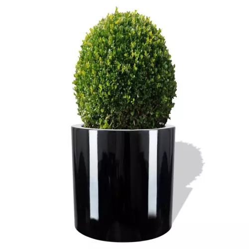 Czarna donica D901D z ciętym Bukszpanem