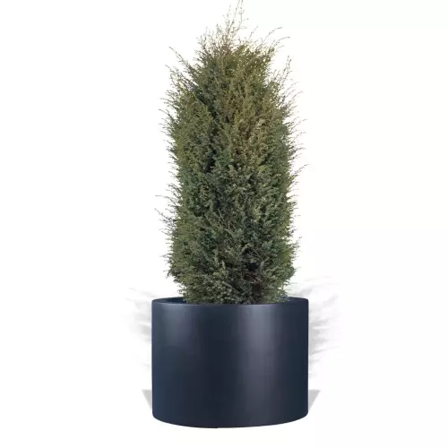 Antracytowa donica D901ED z jałowcem 'Compressa'