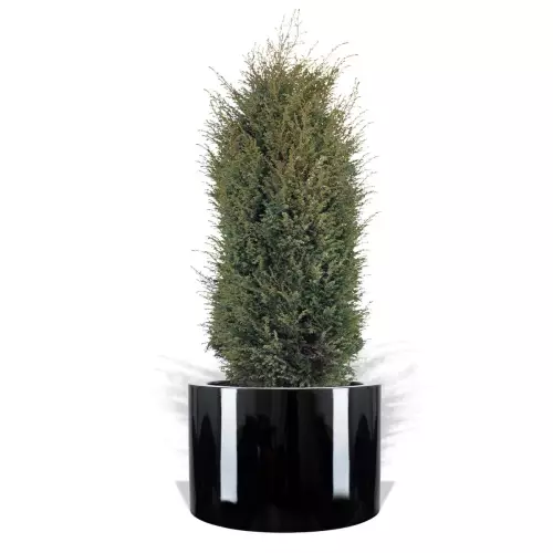 Czarna donica D901ED z jałowcem 'Compressa'