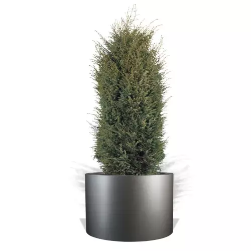 Szara donica D901ED z jałowcem 'Compressa'