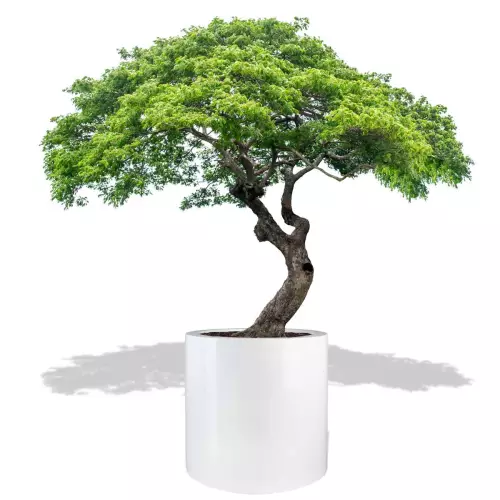 Biała donica D901F z drzewkiem bonsai