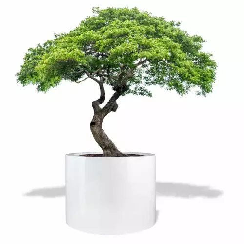 Biała donica D901FE z drzewkiem stylizowanym na bonsai