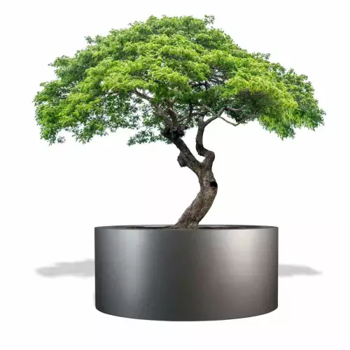 Szara donica D901GD z drzewkiem stylizowanym na bonsai