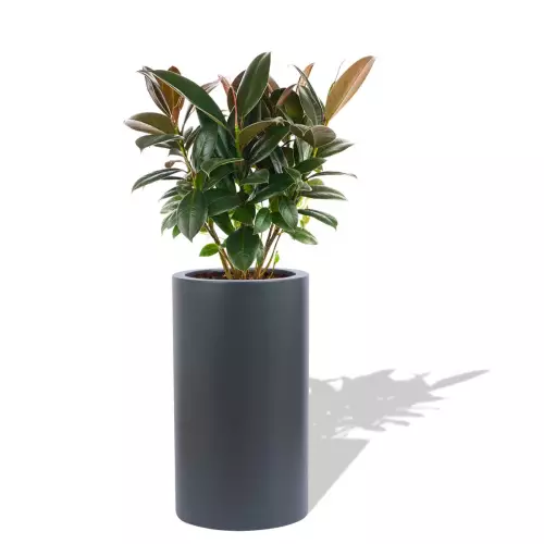 Antracytowa donica D901H z Figowcem sprężystym