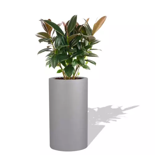 Szara donica D901H z Figowcem sprężystym