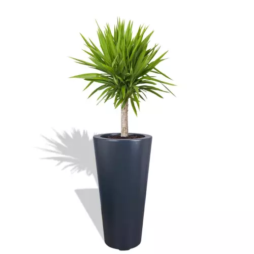 Antracytowa donica D908F z Yuką