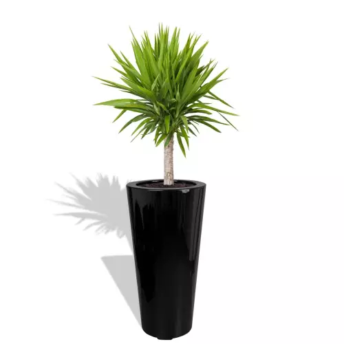 Czarna donica D908F z Yuką