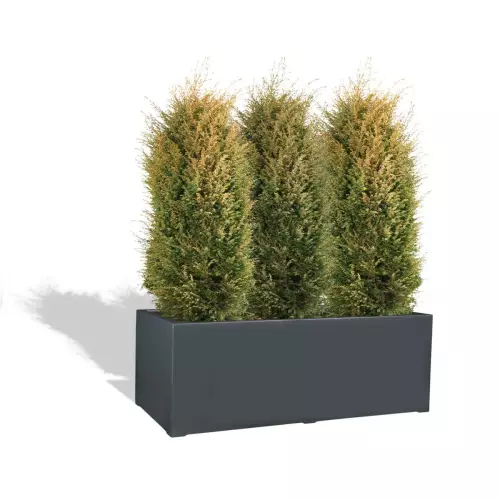 Antracytowa donica D913H z jałowcem