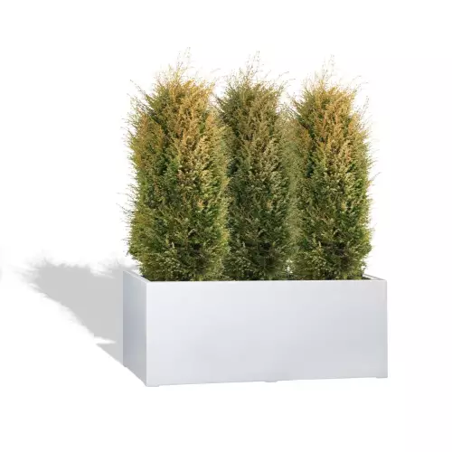 Biała donica D913H z jałowcem