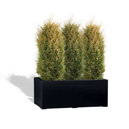 Czarna donica D913H z jałowcem