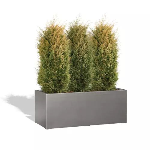 Szara donica D913H z jałowcem